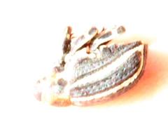 Neodiplogrammus quadrivittatus