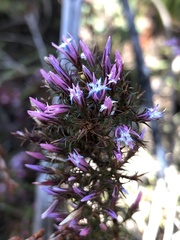 Andersonia caerulea