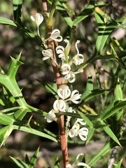 Grevillea trifida