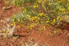 Acacia murrayana