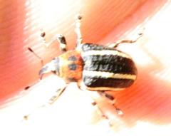 Neodiplogrammus quadrivittatus