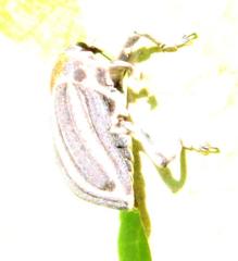 Neodiplogrammus quadrivittatus