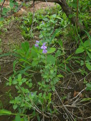 Dyschoriste rogersii