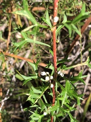 Grevillea trifida
