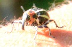 Neodiplogrammus quadrivittatus