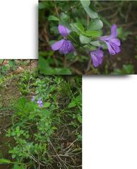 Dyschoriste rogersii