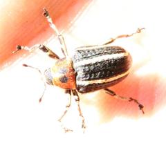 Neodiplogrammus quadrivittatus