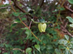 Codonopsis subsimplex