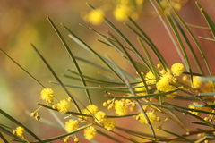 Acacia murrayana