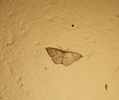 Pseudhyria rubra