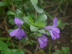 Dyschoriste rogersii