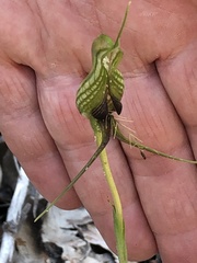 Pterostylis barbata