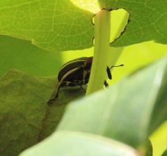 Neodiplogrammus quadrivittatus