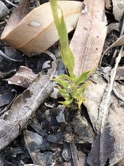 Pterostylis barbata