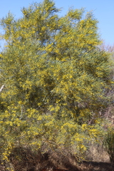 Acacia murrayana
