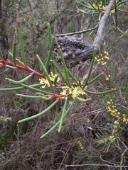 Hakea pachyphylla