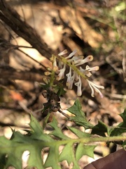 Grevillea pulchella