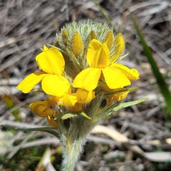 Goodenia glomerata