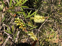 Melaleuca formosa