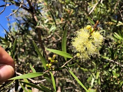 Melaleuca formosa
