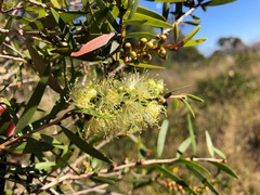 Melaleuca formosa
