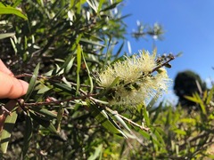Melaleuca formosa