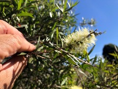 Melaleuca formosa