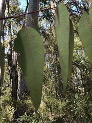 Eucalyptus megacarpa