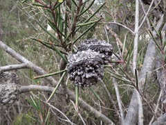 Hakea pachyphylla