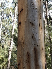 Eucalyptus megacarpa