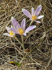 Colchicum longifolium