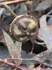Eucalyptus megacarpa