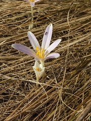 Colchicum longifolium