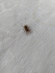 Lycosoides coarctata