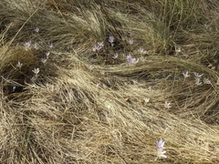 Colchicum longifolium