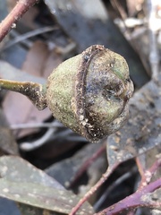Eucalyptus megacarpa