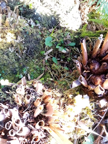 Chamaecyparis obtusa iNat (2)