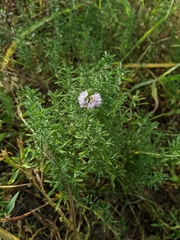 Mentha cervina