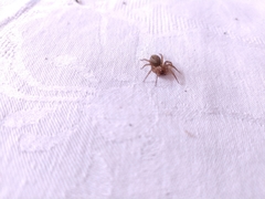 Lycosoides coarctata