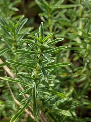 Mentha cervina
