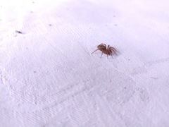 Lycosoides coarctata