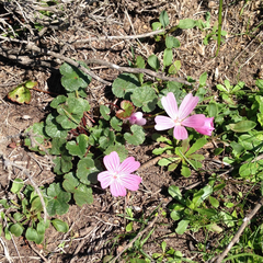 Sidalcea malviflora malviflora