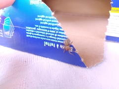 Lycosoides coarctata