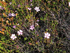 Acmadenia tetragona