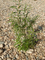 Salix schwerinii