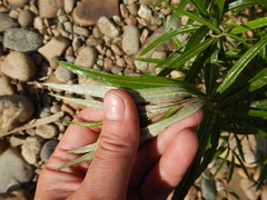 Salix schwerinii
