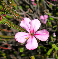 Acmadenia tetragona
