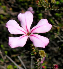 Acmadenia tetragona