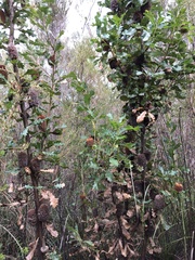 Banksia quercifolia