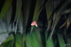 Tinolius eburneigutta